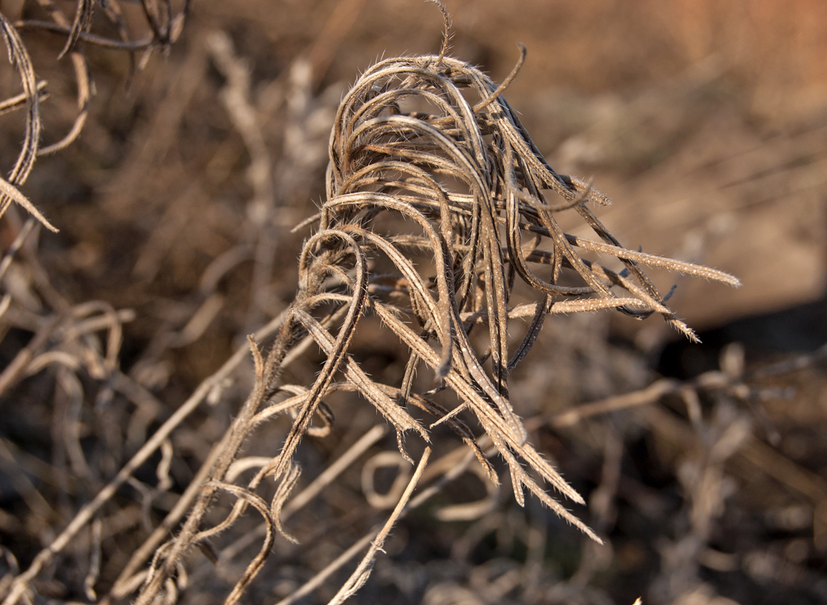 Изображение особи Onosma volgensis.