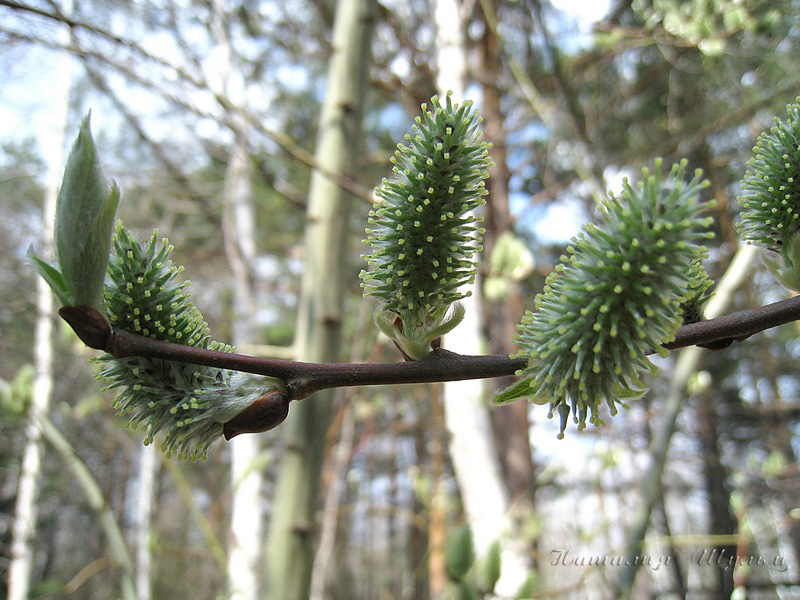 Изображение особи Salix caprea.