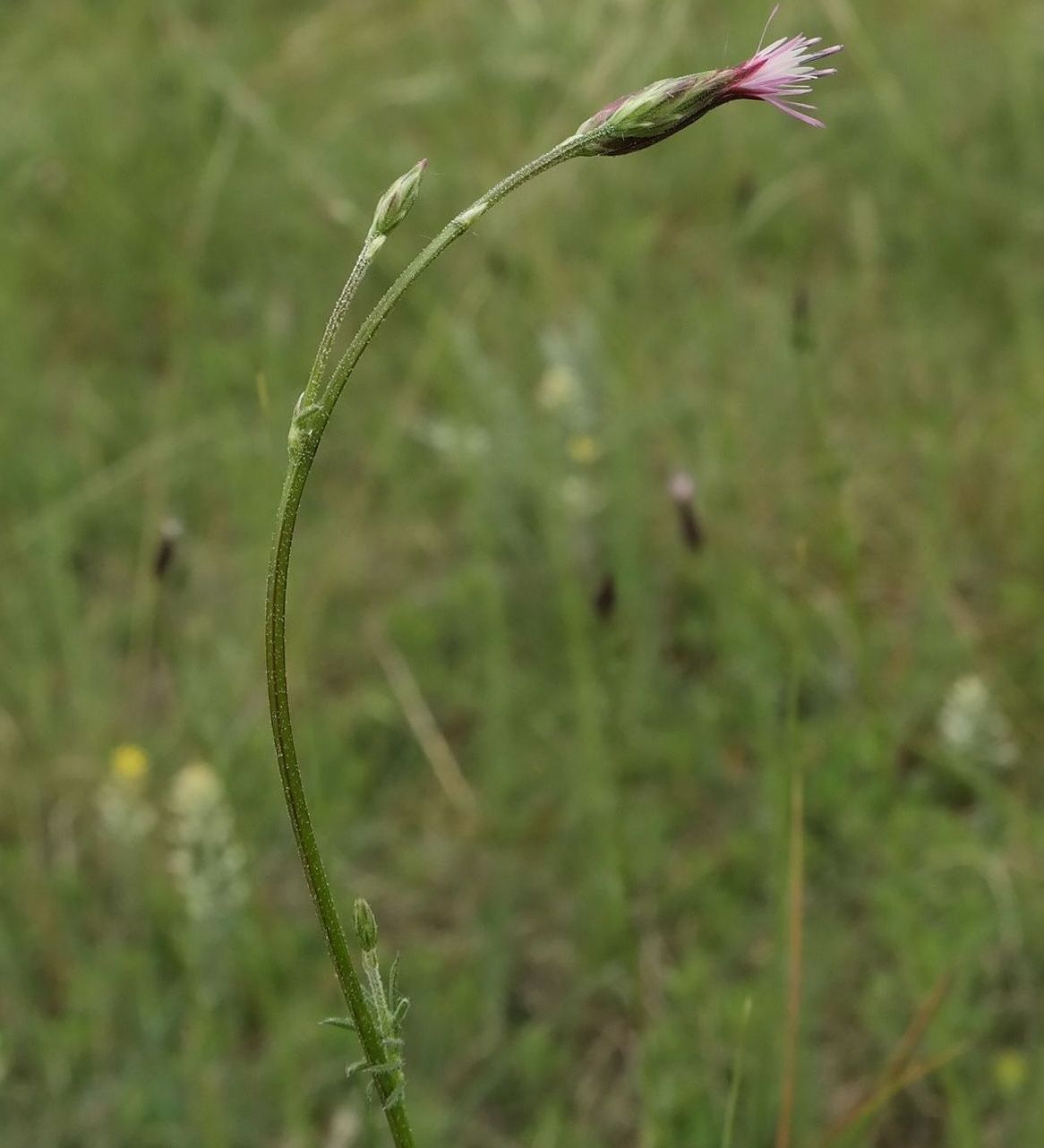 Изображение особи Crupina vulgaris.