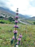 Phlomoides tuberosa