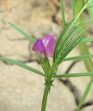 Vicia angustifolia. Верхушка побега с цветком. Дагестан, юж. окр. Махачкалы, берег р. Черкесозень. 07.05.2018.