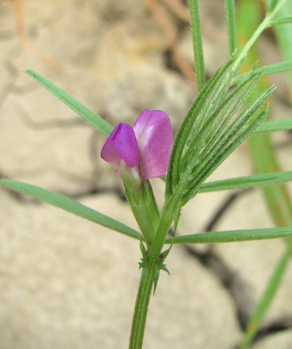 Изображение особи Vicia angustifolia.