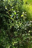Salix myrsinifolia. Ветви молодого растения. Московская обл., Солнечногорский р-н, под ЛЭП на окраине Щепкина болота. 17.06.2018.