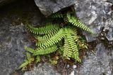 Polystichum craspedosorum. Растение в небольшом гроте у подножья скалы с северной стороны. Приморский край, Кавалеровский р-н, окр. пгт Кавалерово, памятник природы \"Скала Дерсу-Узала\". 21.06.2018.