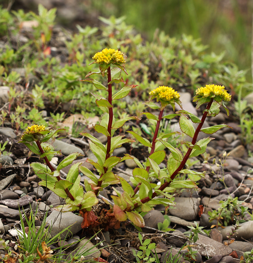 Изображение особи Aizopsis litoralis.