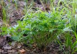 Pulsatilla patens