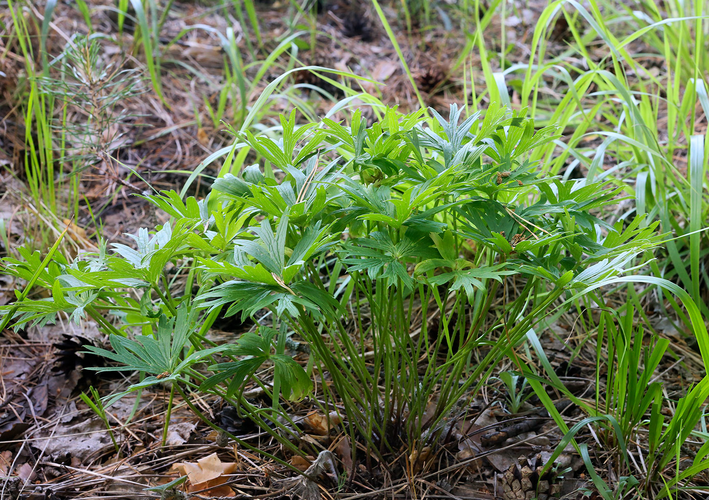 Image of Pulsatilla patens specimen.