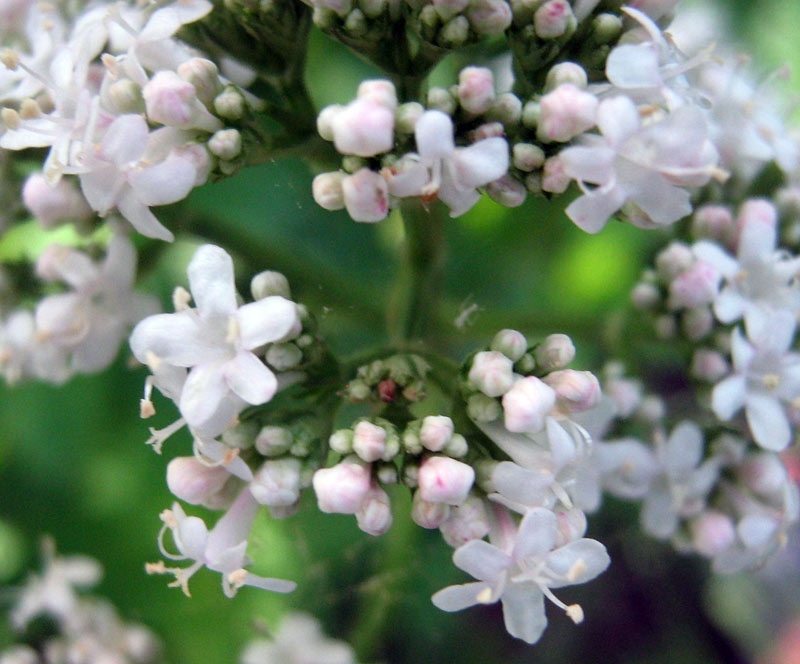 Image of Valeriana officinalis specimen.