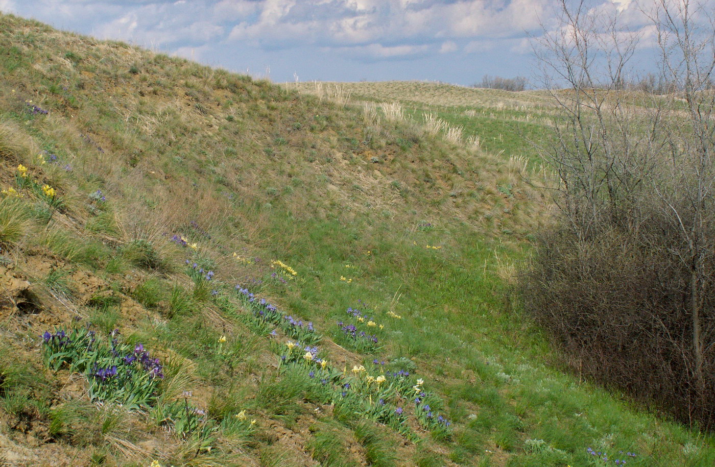 Image of Iris pumila specimen.