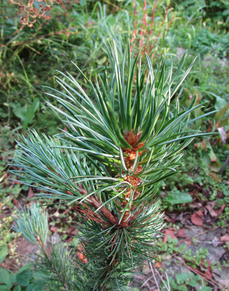 Изображение особи Pinus aristata.