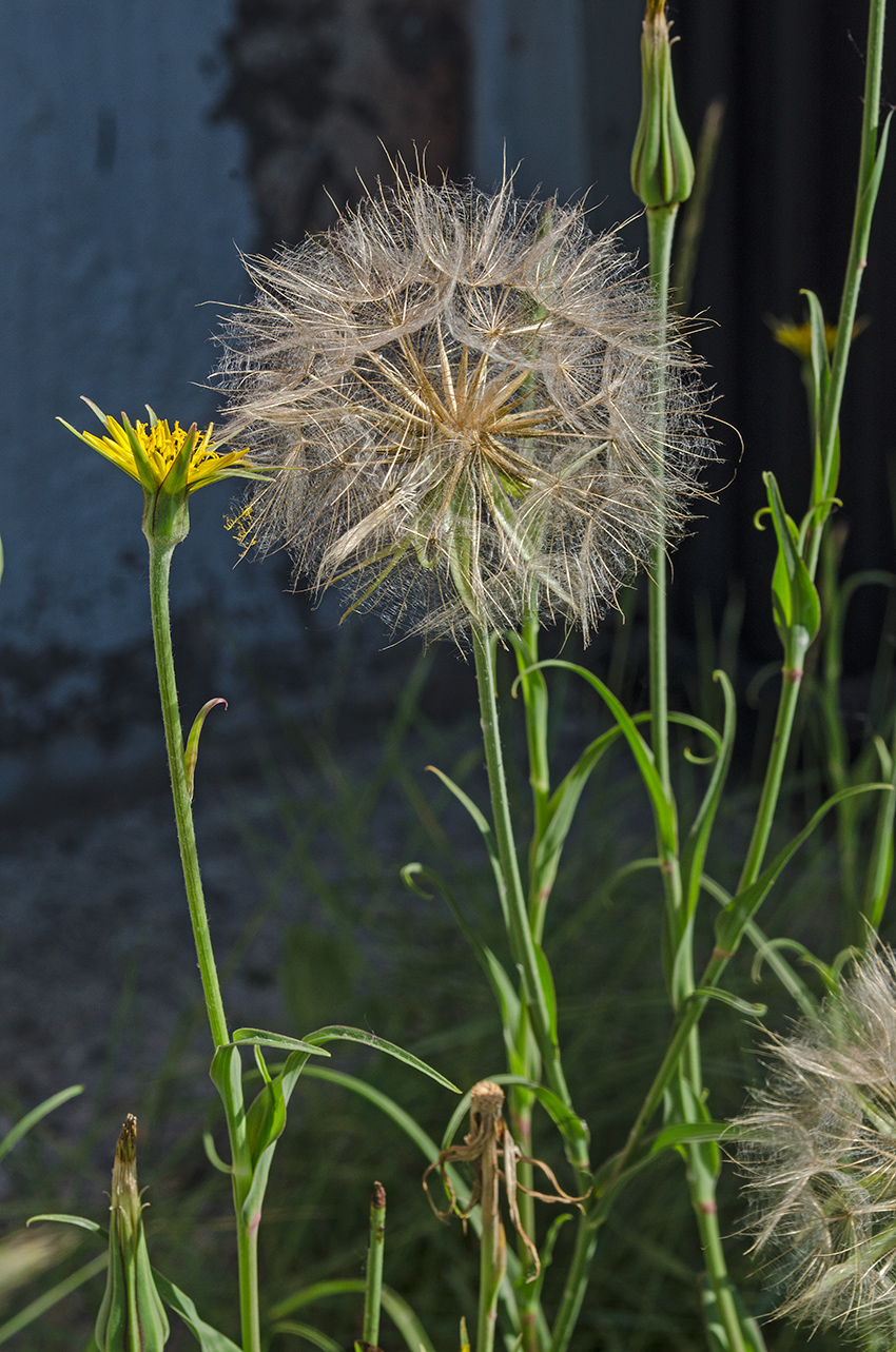 Изображение особи Tragopogon pratensis.