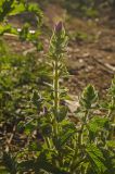 Salvia viridis