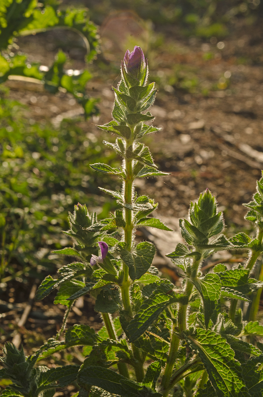 Изображение особи Salvia viridis.