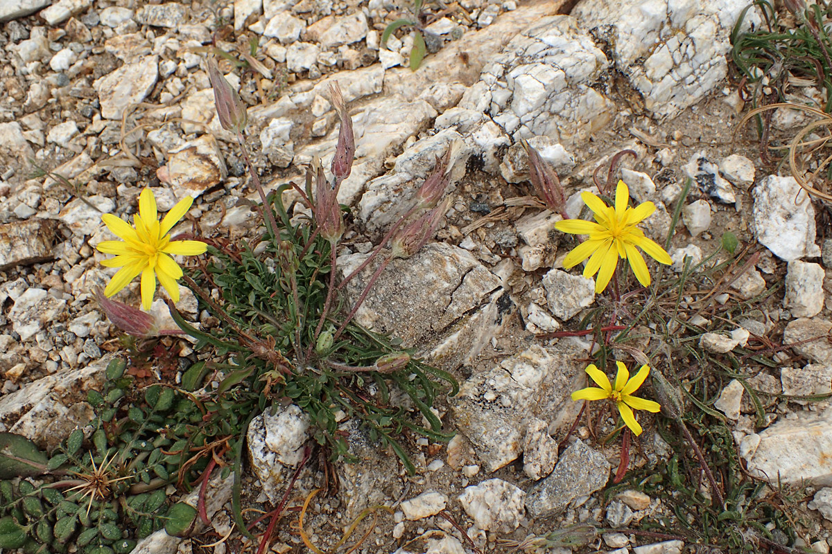 Image of Scorzonera cana specimen.