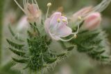 Echium biebersteinii