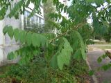 Robinia pseudoacacia