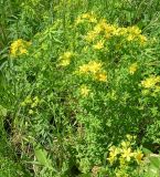 Hypericum perforatum