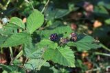 род Rubus