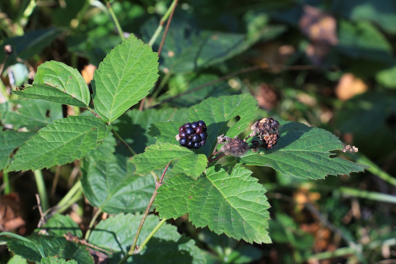 Изображение особи род Rubus.