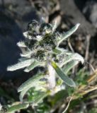 genus Antennaria