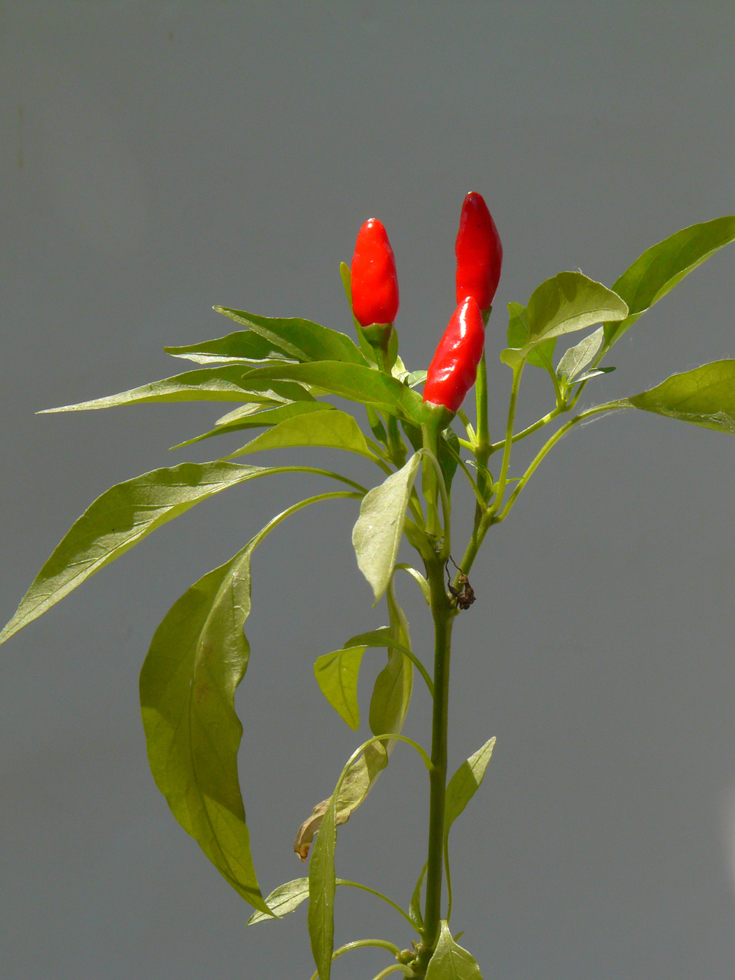Image of Capsicum annuum specimen.