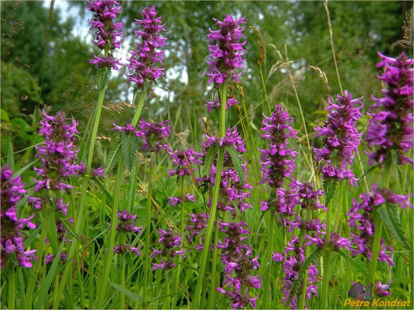 Изображение особи Betonica officinalis.