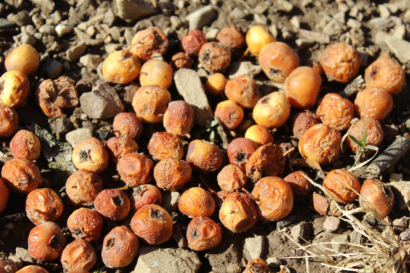 Изображение особи Crataegus pontica.