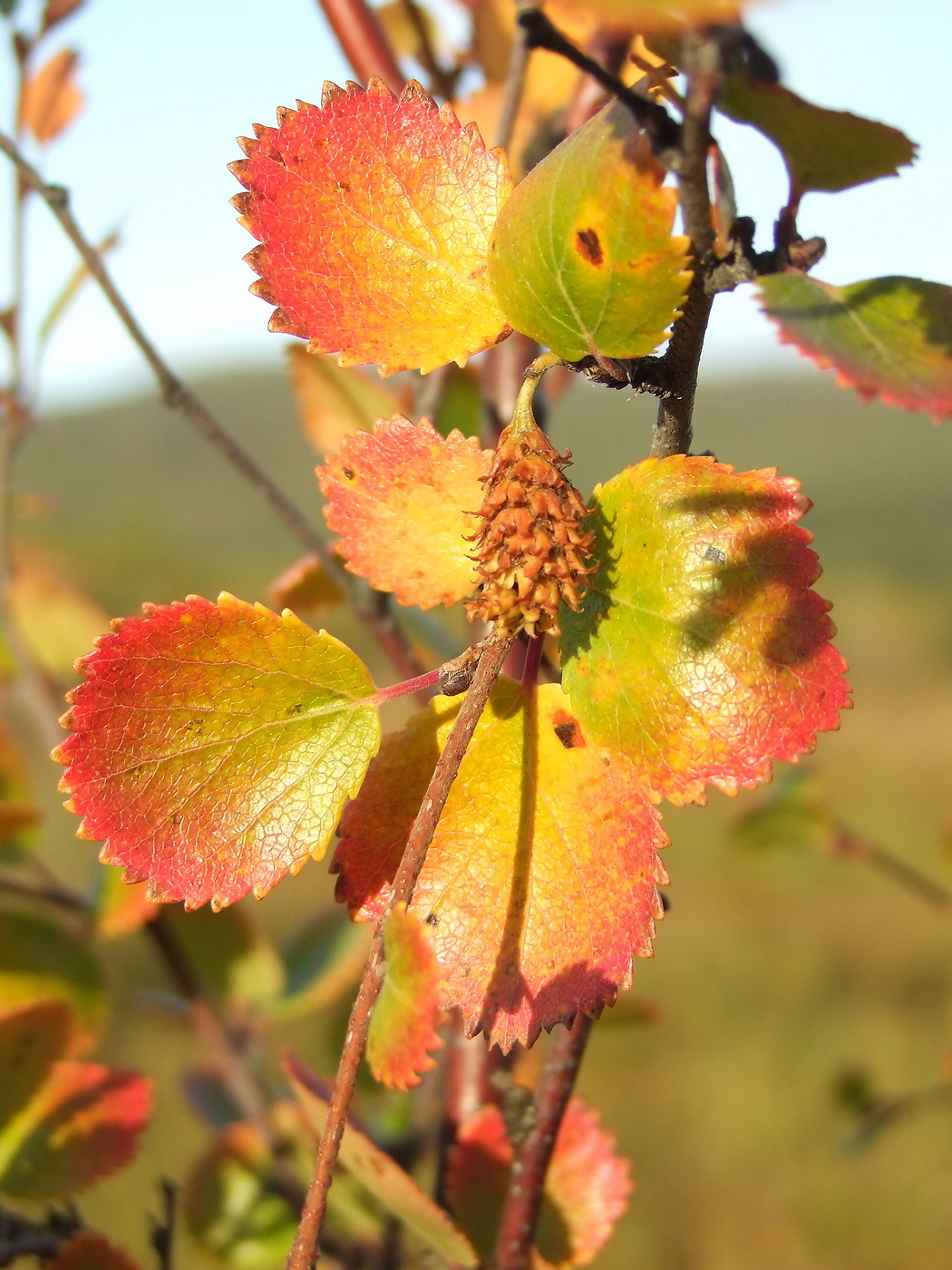 Image of Betula divaricata specimen.