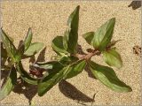 Mentha arvensis