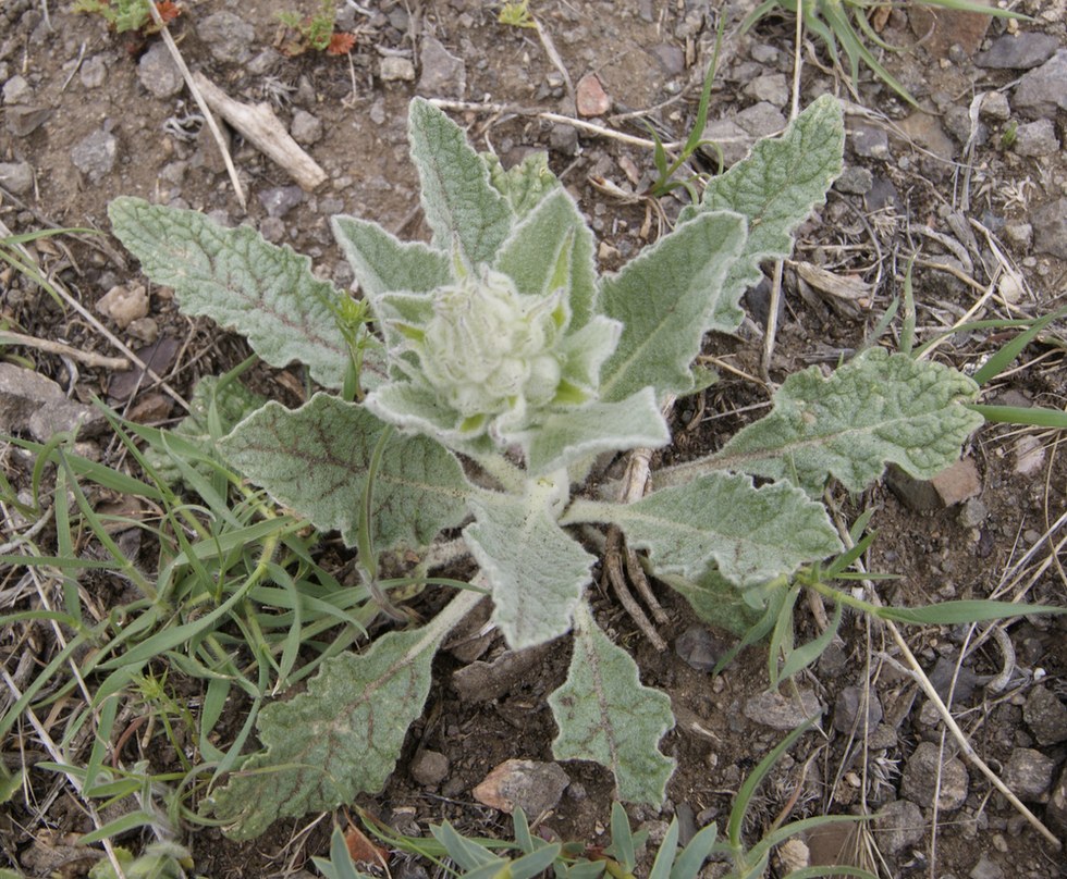 Изображение особи род Verbascum.