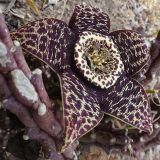 Orbea variegata