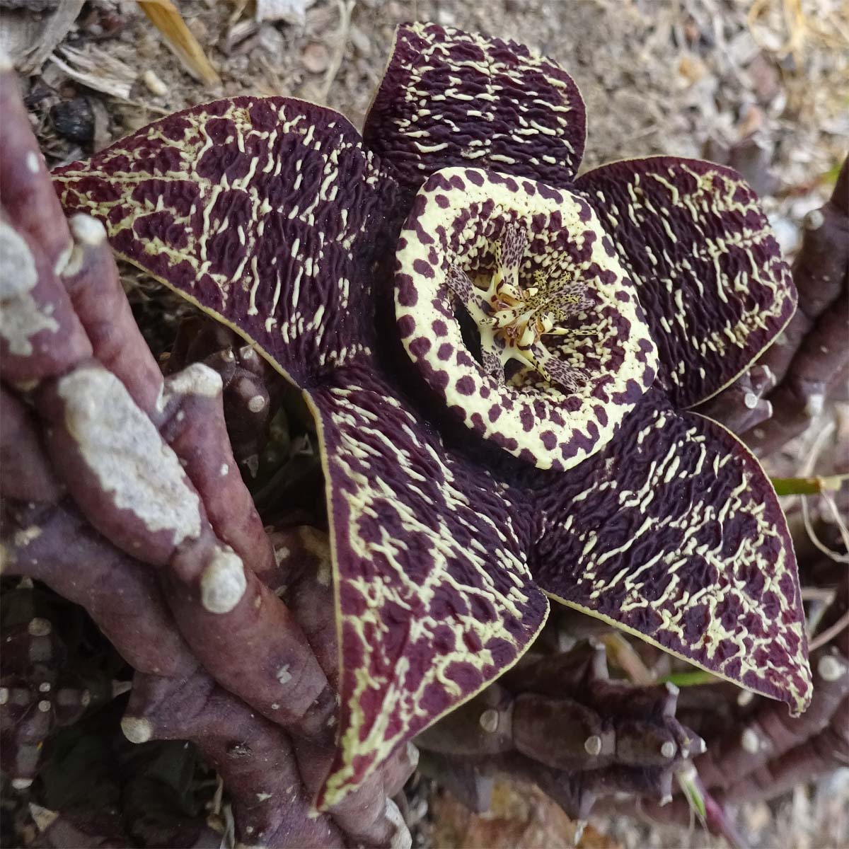 Изображение особи Orbea variegata.