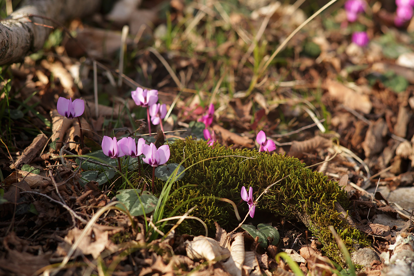 Image of Cyclamen coum specimen.