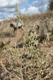 Corispermum leptopterum. Ветвь с соплодиями. Псковская обл., Гдовский р-н, дер. Лунёвщина, берег Чудского оз., песчаный пляж. 29.09.2018.