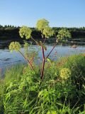 Archangelica officinalis. Верхушка цветущего и плодоносящего растения. Злак вокруг – Phalaroides arundinacea. Архангельская обл., Вельский р-н, окр. пос. Усть-Шоноша, берег р. Вель. 17.07.2011.