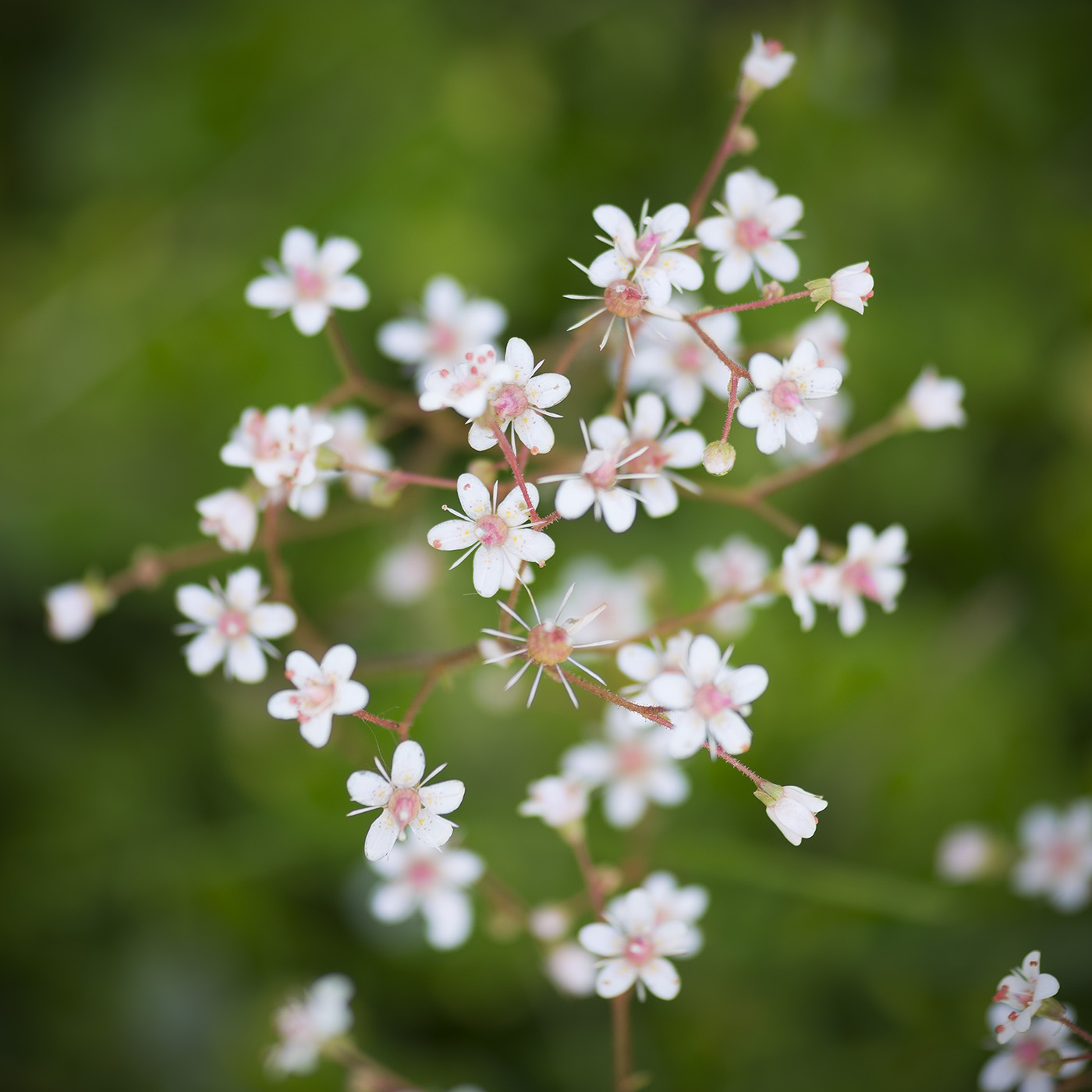 Image of Saxifraga umbrosa specimen.