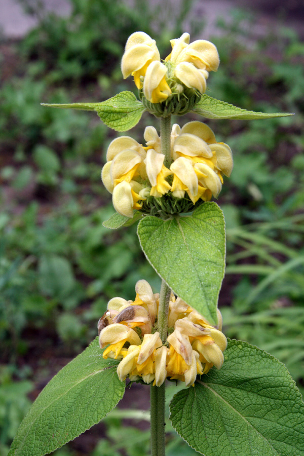 Image of Phlomis russeliana specimen.