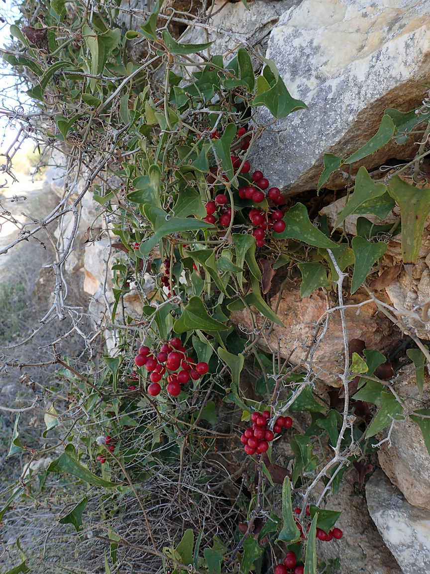 Изображение особи Smilax aspera.