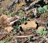 Corydalis rutifolia. Цветущее растение. Республика Кипр, Троодос (Τρόοδος), 1870 м н.у.м., каменистый склон. 13.04.2019.