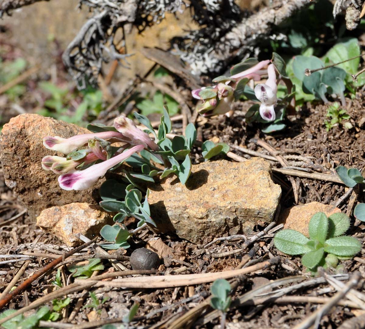 Image of Corydalis rutifolia specimen.