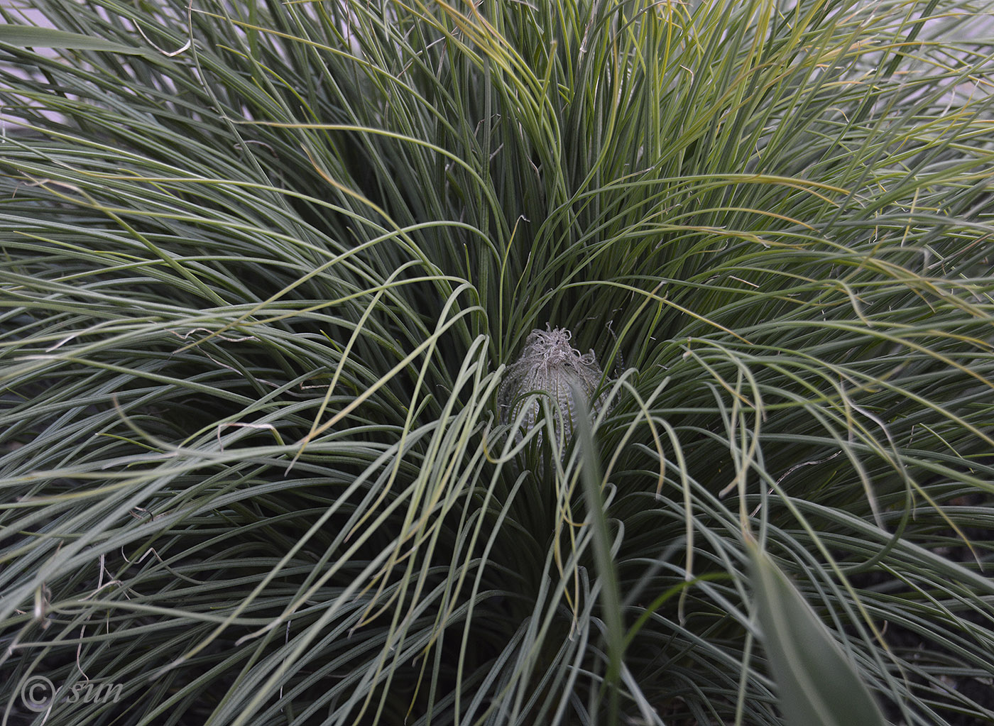 Изображение особи Asphodeline taurica.