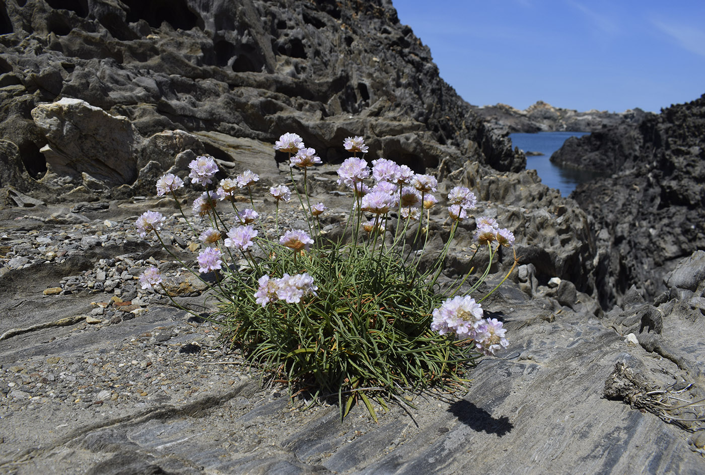 Изображение особи Armeria ruscinonensis.