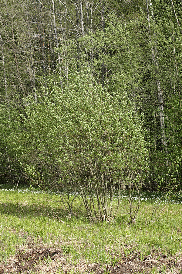 Изображение особи Salix phylicifolia.