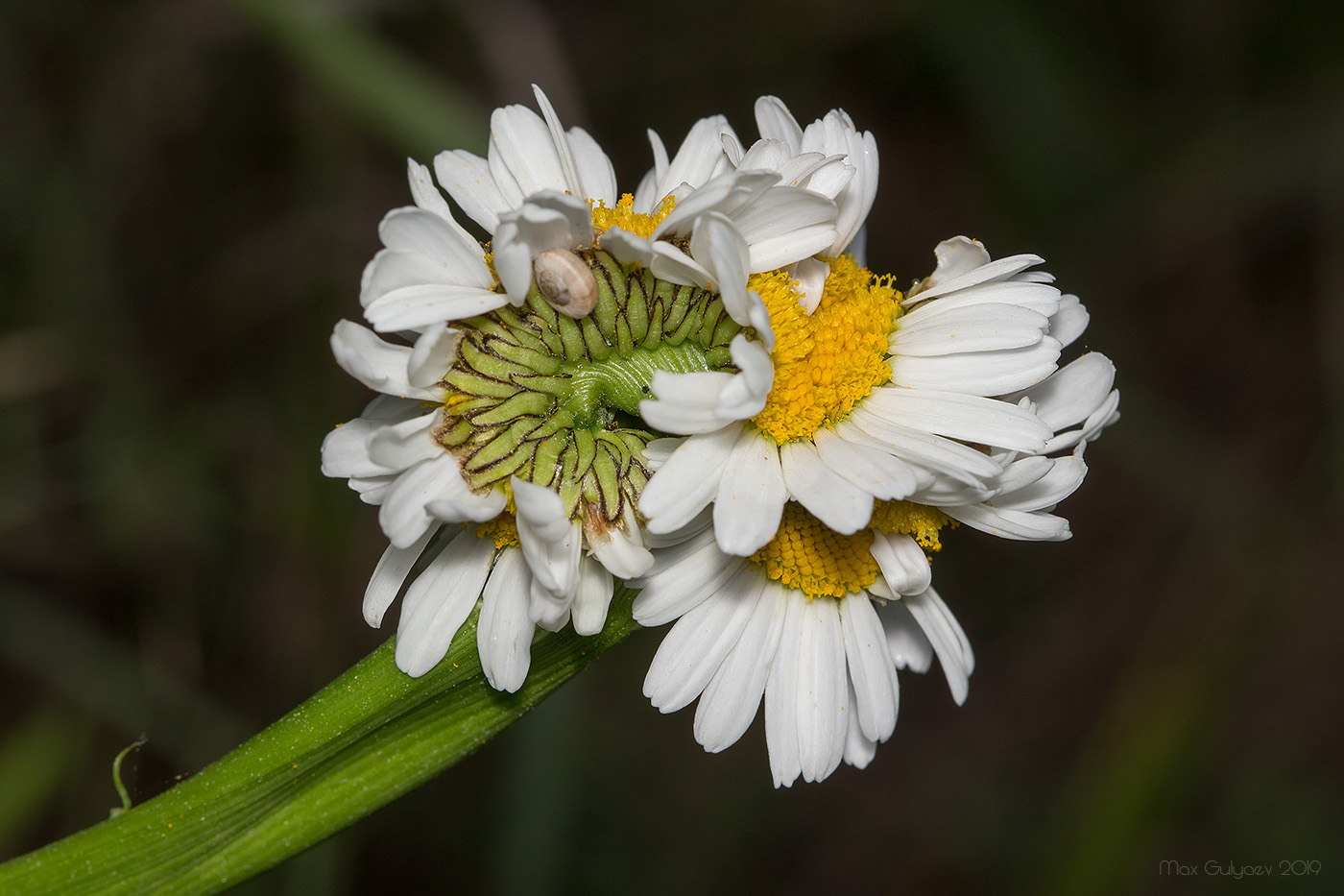 Image of Leucanthemum ircutianum specimen.