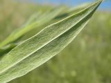 Centaurea tanaitica