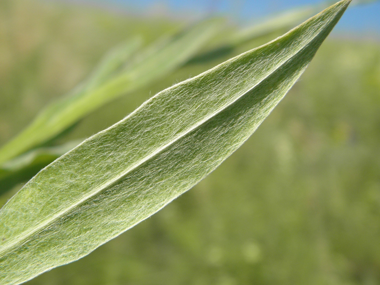 Image of Centaurea tanaitica specimen.