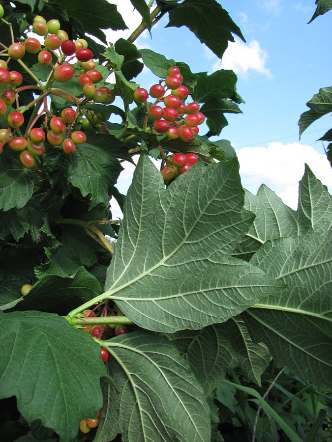 Image of Viburnum opulus specimen.