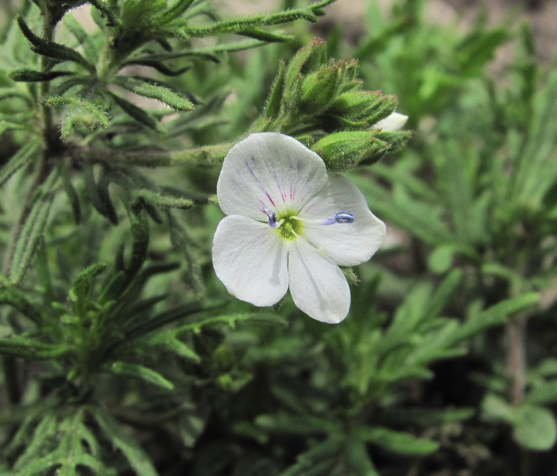 Image of Veronica caucasica specimen.