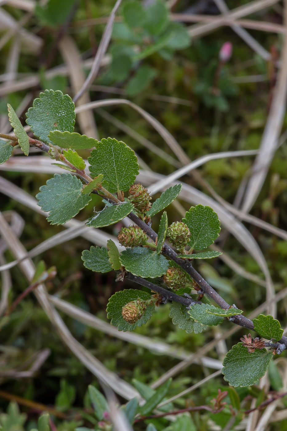 Image of Betula nana specimen.