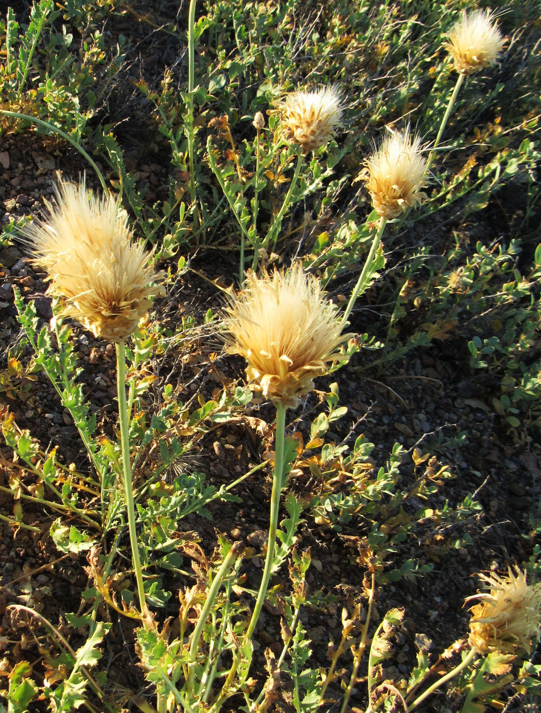 Изображение особи Stemmacantha nitida.